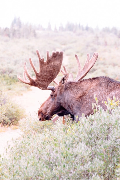 Grand orignal sauvage dans un champ près d'un buisson