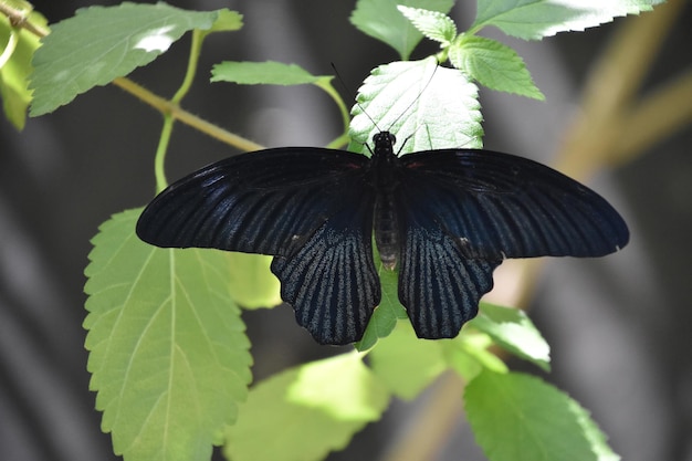 Grand papillon noir aux ailes déployées sur une feuille