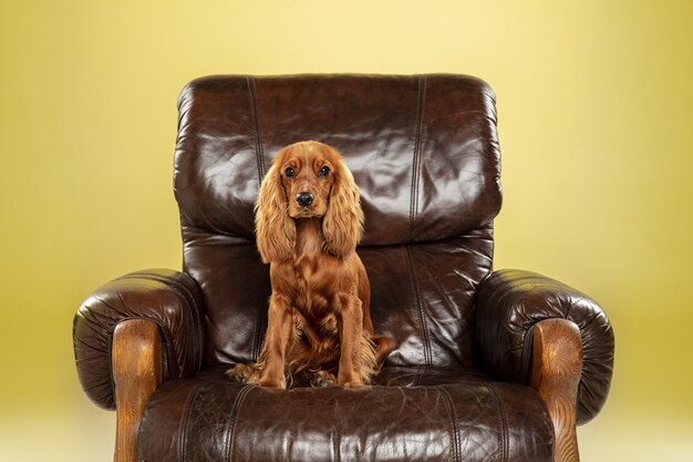 Grand patron. Jeune chien cocker anglais pose.