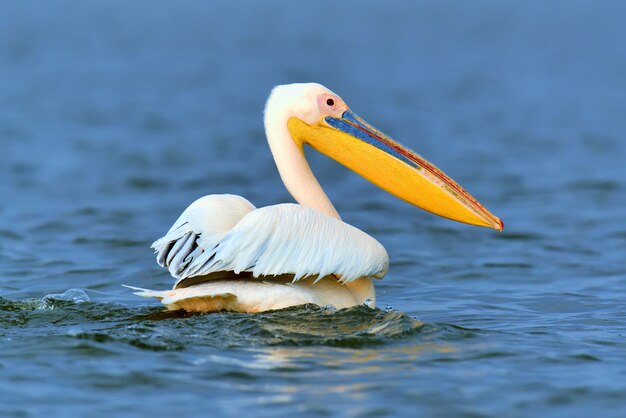 Grand pélican blanc survolant le lac dans la savane