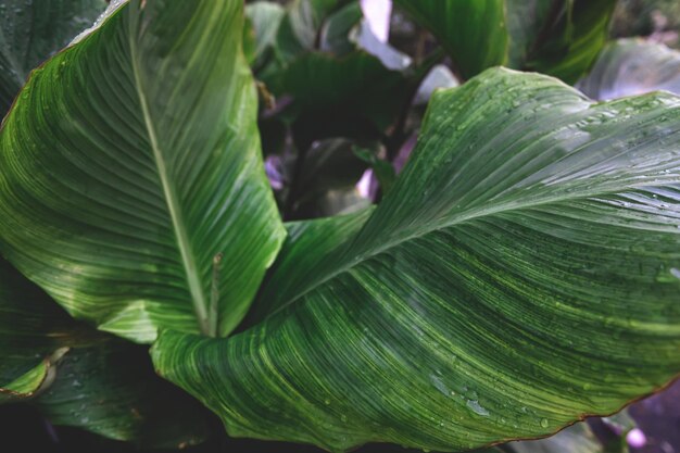 Un grand pot de fleurs vert dans la cour de la maison