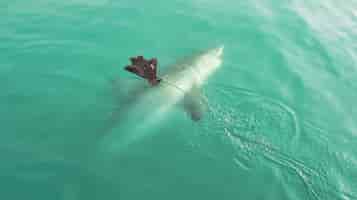 Photo gratuite grand requin blanc chassant le leurre des phoques