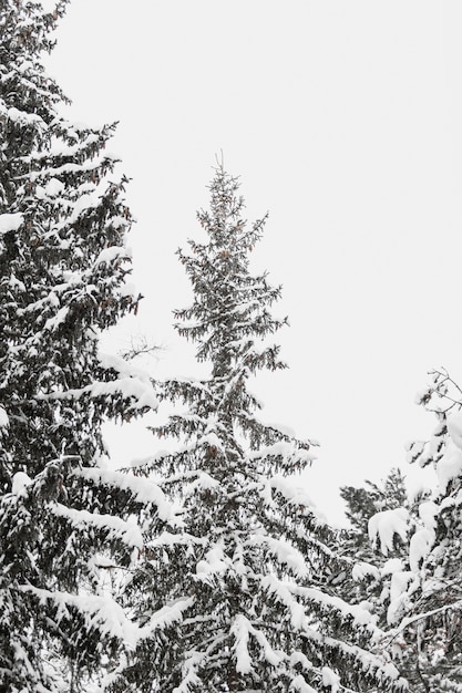 Photo gratuite grand sapin dans la neige