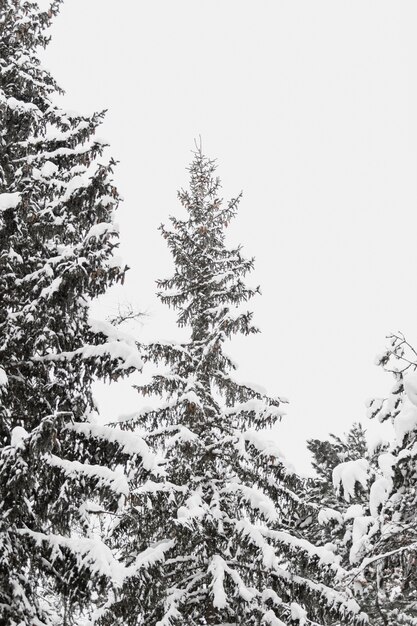 Grand sapin dans la neige