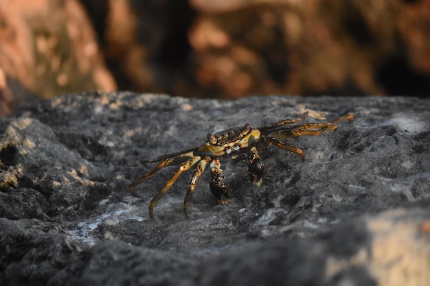 Grande capture d'un crabe de mer marchant sur des rochers à Aruba.
