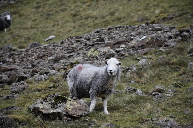 Grande colline rocheuse avec des moutons hirsutes broutant parmi les rochers