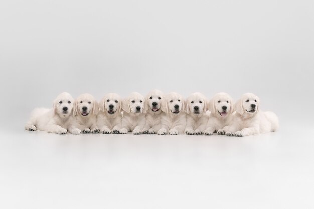 Grande famille. Golden retrievers crème anglais posant. De mignons toutous ludiques ou des animaux de compagnie de race pure ont l'air mignons isolés sur un mur blanc. Concept de mouvement, d'action, de mouvement, d'amour des chiens et des animaux de compagnie. Espace de copie.