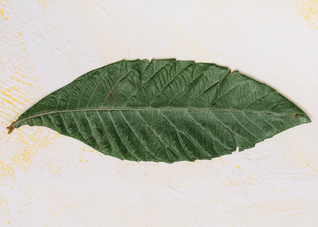 Photo gratuite grande feuille verte sur la table lumineuse