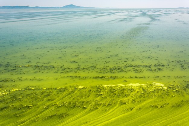 Grande rivière Ukrainienne Dnepr couverte par Cyanobacterias à la suite d&#39;étés chauds