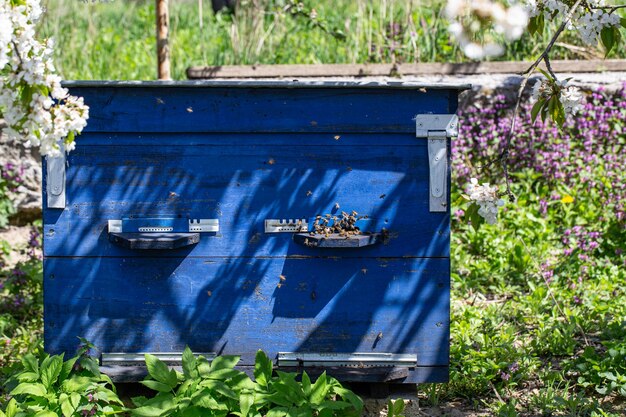 Grande ruche en bois avec des abeilles dans le rucher au printemps