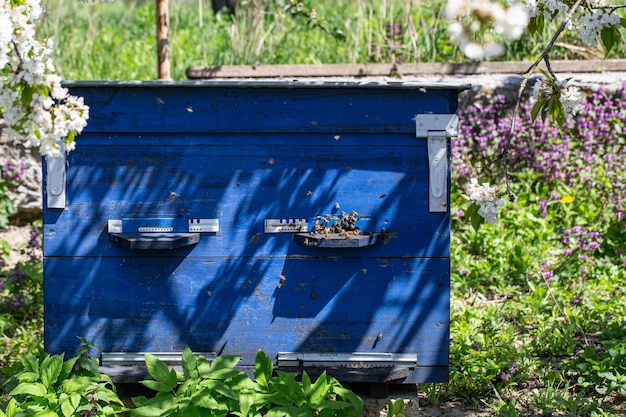 Grande ruche en bois avec des abeilles dans le rucher au printemps