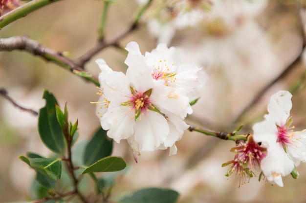 Photo gratuite grande scène avec des fleurs de brindille et d'amande