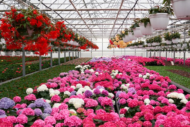 Grande serre légère avec beaucoup de semis et de fleurs