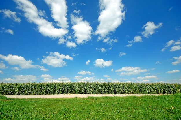 Les grandes cultures avec un ciel de nuages