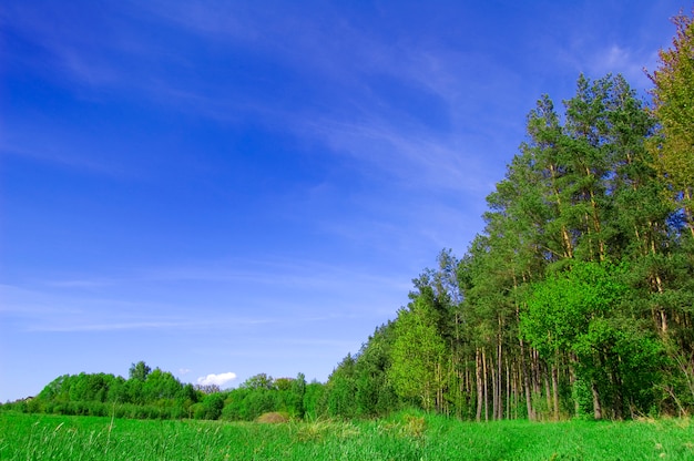 Photo gratuite les grands arbres dans un champ