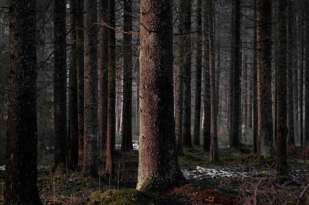 Grands arbres dénudés de la forêt sombre