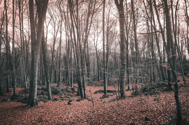 Photo gratuit grands arbres nus dans une forêt en automne sous la lumière du soleil - idéal pour les concepts effrayants