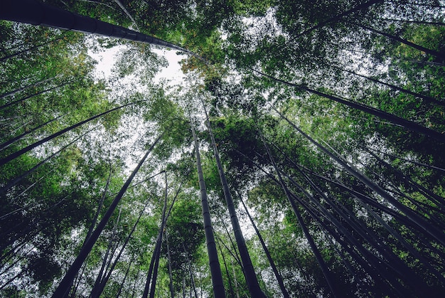 Grands beaux arbres minces au milieu d'une forêt