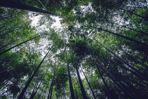 Grands beaux arbres minces au milieu d'une forêt