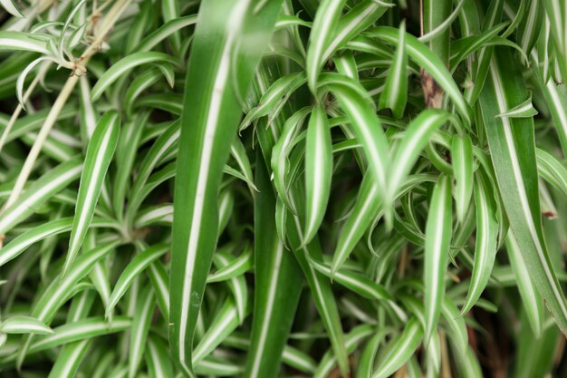 Grands plantes close-up
