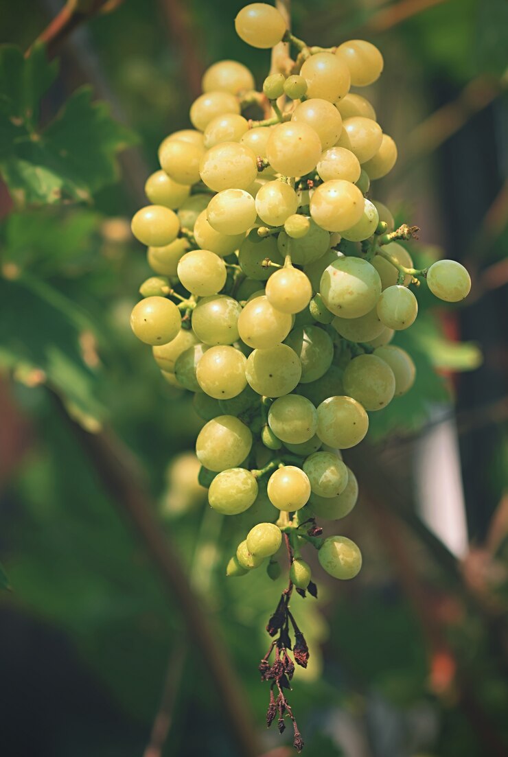 Photo gratuit &quot;grappe de raisin vert mûr&quot;