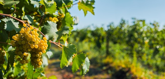 Photo gratuite grappes de raisins verts dans les vignes avant l'idée de bannière de récolte avec un espace pour le texte