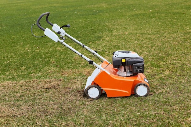 Grasscutter orange debout sur le sol sur l'herbe verte