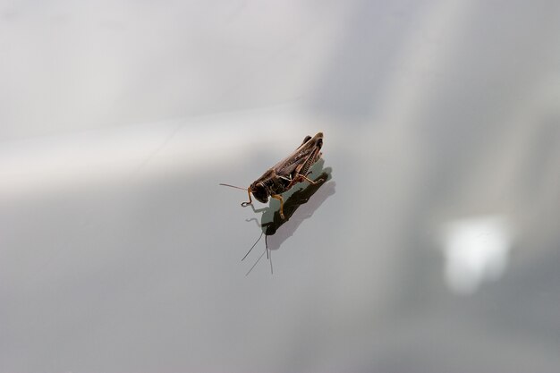 Grasshopper regardant la réflexion