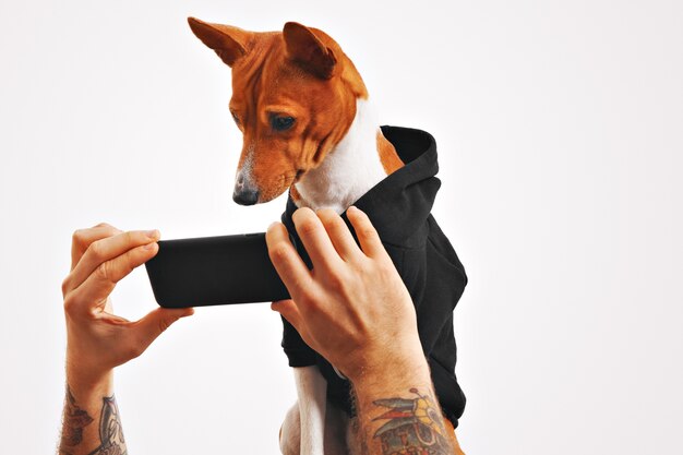 Grave chien basenji marron et blanc en sweat-shirt noir regarde un film sur un smartphone tenu par les mains de l'homme