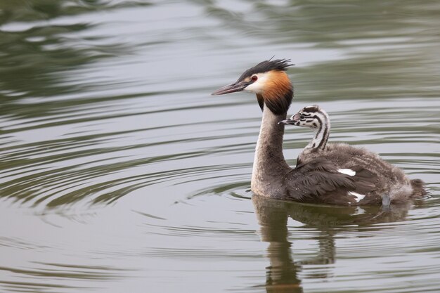 Grèbe huppé nageant dans un lac avec des poussins sur le dos