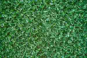 Photo gratuite green grass texture