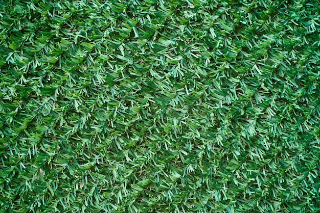 Green grass texture