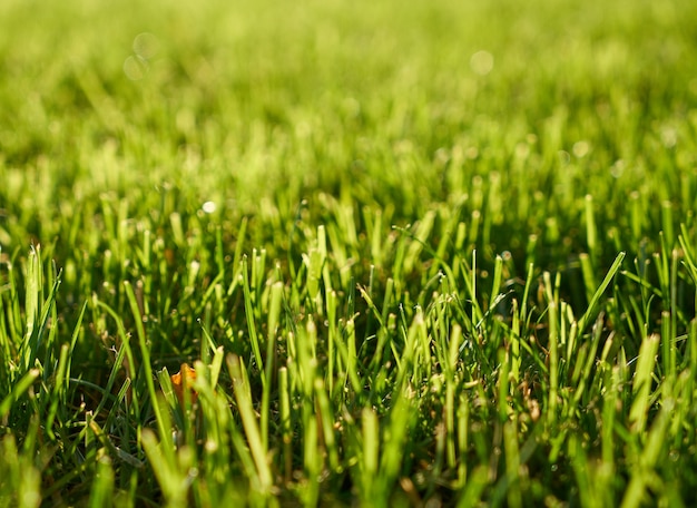 Photo gratuite green grass texture