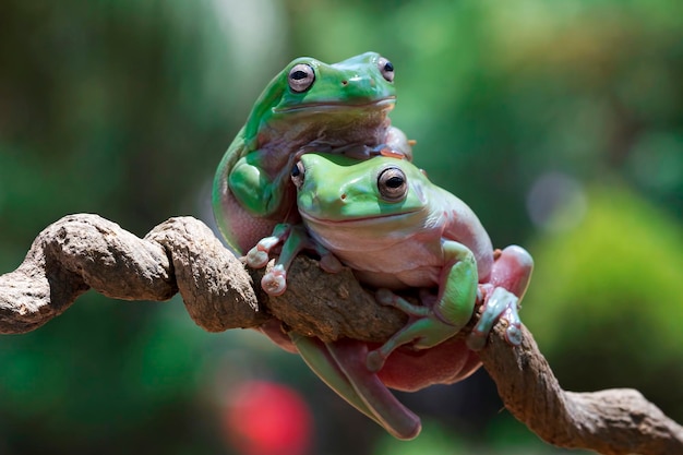 Grenouille d'arbre blanche australienne sur la branche