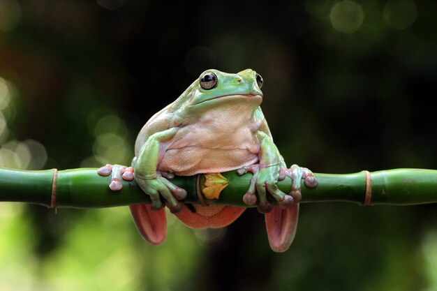 Grenouille d'arbre blanche australienne sur la branche