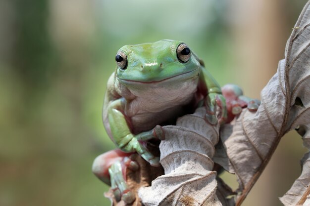 Grenouille d'arbre blanche australienne sur les feuilles grenouille trapue sur la branche