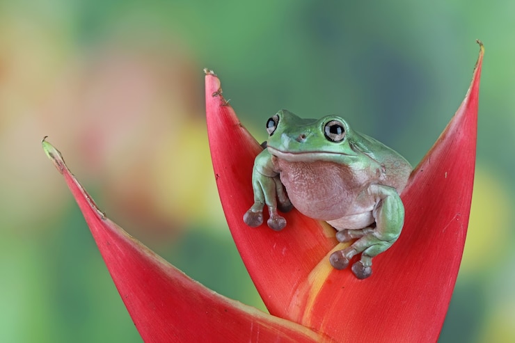 Photo gratuit grenouille d'arbre blanche australienne sur la grenouille en bois trapue sur la branche