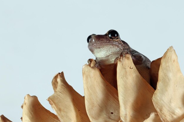 Grenouille d'arbre de Litoria rubella sur la branche avec le fond gris