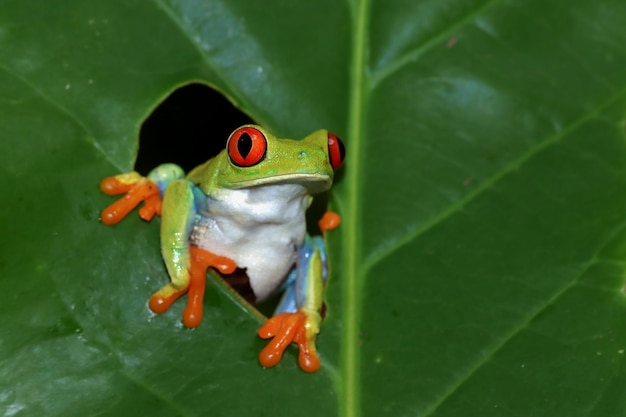 Grenouille aux yeux rouges gros plan sur les feuilles vertes