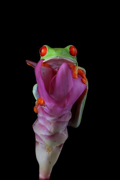 Grenouille aux yeux rouges gros plan sur les feuilles vertes