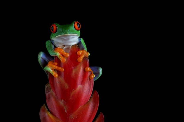 Grenouille aux yeux rouges gros plan sur fleur rouge