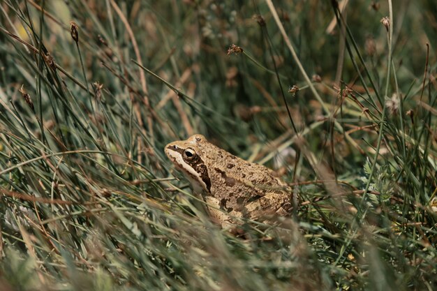 La grenouille dans l'herbe se détendant