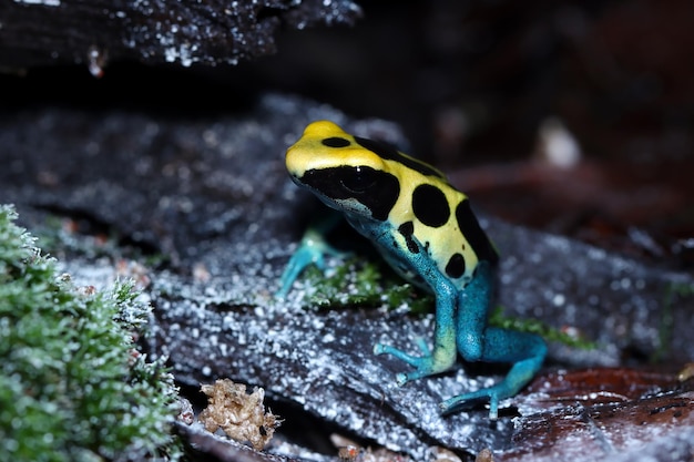 Photo gratuite grenouille empoisonnée dendrobates tinctorius patricia gros plan