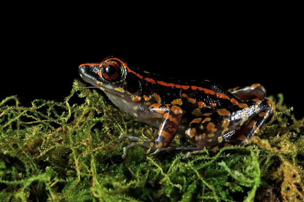 Grenouille Hylarana picturata libre sur mousse