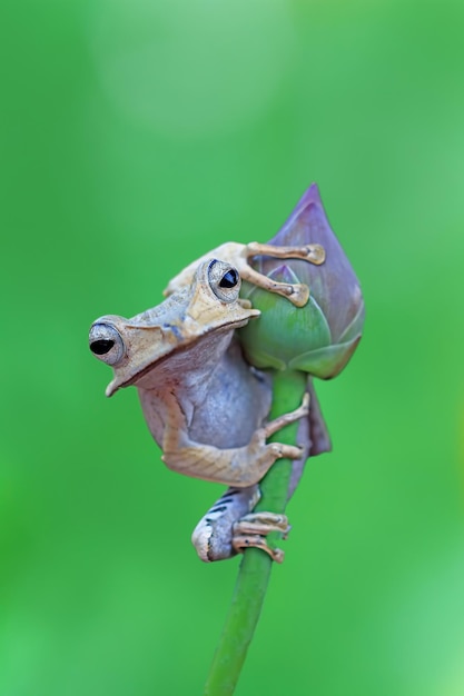 Grenouille à oreilles de Bornéo sur la grenouille d'arbre de bourgeon de nénuphar