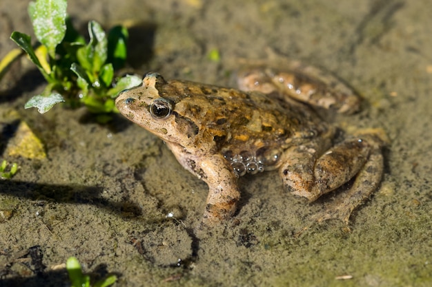 Grenouille peinte méditerranéenne reposant dans la boue et l'eau