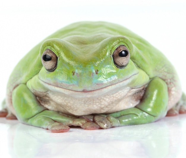 Photo gratuite grenouille verte australienne