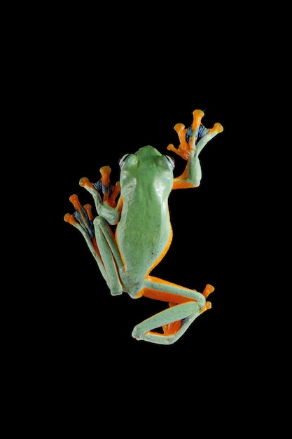 Photo gratuite grenouille volante closeup face sur branch