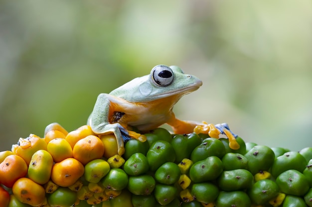 Grenouille volante gros plan belle rainette sur fleur rouge animal gros plan rhacophorus reinwardtii