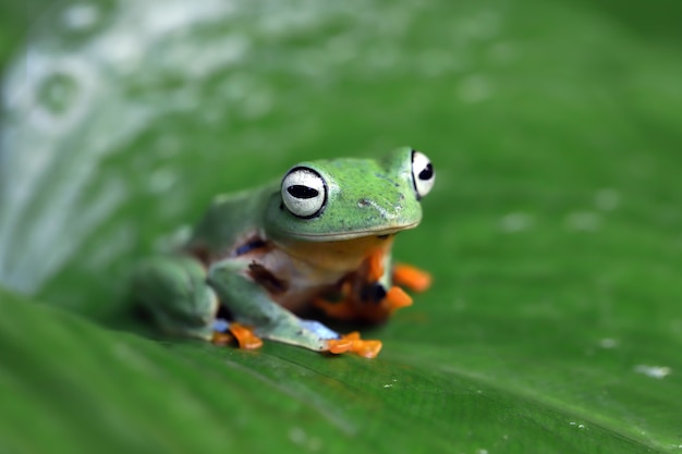 Grenouille volante gros plan face sur branche Javan tree frog libre image